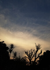 silhouette of a tree at sunset