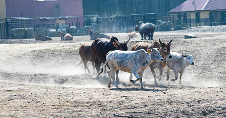 Different types and colored watusi cattle run across a plain in a zoo called beekse bergen in...