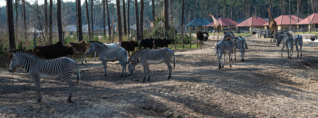 several steppe and savanna animals such as zebras, african cattle, giraffes and an ostrich are located on sandy ground in a zoo called safari park Beekse Bergen in Hilvarenbeek, Noord-Brabant, The Net