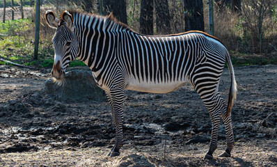 zebra standing on savanna ground curiously looks into the camera in a zoo called safari park Beekse Bergen in Hilvarenbeek, Noord-Brabant, The Netherlands