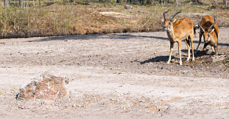 eland antelope on the savannah playing with a rock in their reserve in a zoo called safari park Beekse Bergen in Hilvarenbeek, Noord-Brabant, The Netherlands