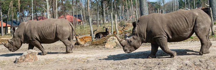 Foto op Canvas walking rhinos enjoy the sun in a zoo called safari park Beekse Bergen in Hilvarenbeek, Noord-Brabant, The Netherlands © Jeffrey
