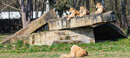 Several lionesses lie on a rock enjoying the sun in a zoo called safari park Beekse Bergen in Hilvarenbeek, Noord-Brabant, The Netherlands