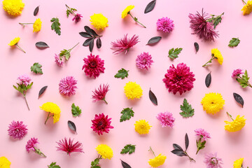 Different chrysanthemums and leaves on pink background