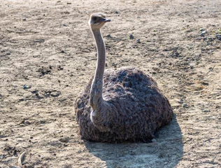Tuinposter sitting ostrich in a savanna reserve looking to the right in a zoo called safari park Beekse Bergen in Hilvarenbeek, Noord-Brabant, The Netherlands © Jeffrey