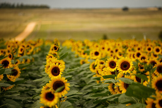 field of sunflowers standing up and reaching for the sun on a fall afternoon in Clermont Florida.