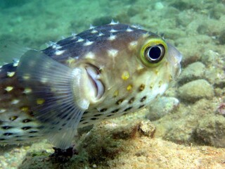 balloon fish of the redsea
