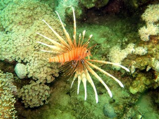 Lionfish of the red sea