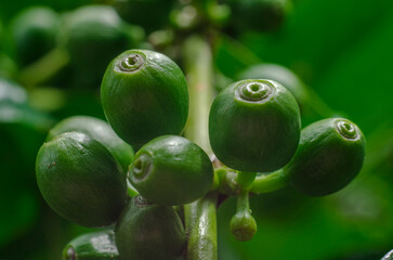Close up of  green fresh coffee balls.