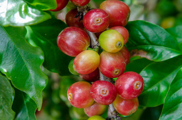Red and yellow fresh coffee balls.