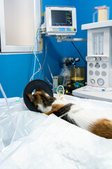 Sedated cat with an oxygen mask, vertical image