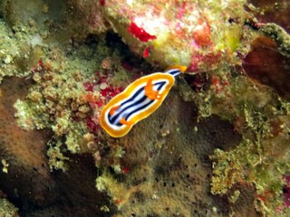 Fototapeta na wymiar nudibranch