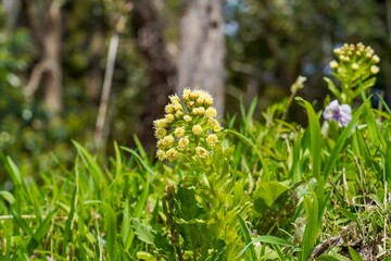 光を浴びて輝くフキノトウの花