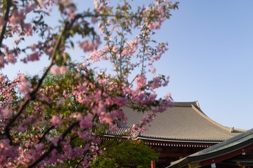 SAKURA & Asakusa Temple (SENSO-JI) in Japan