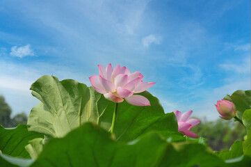 pink lotus flower in the sky