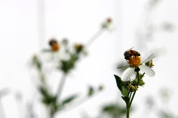 Honey Bee with White Background II