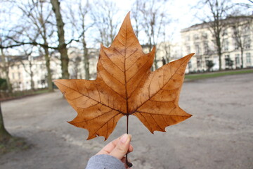 leaves in the hand