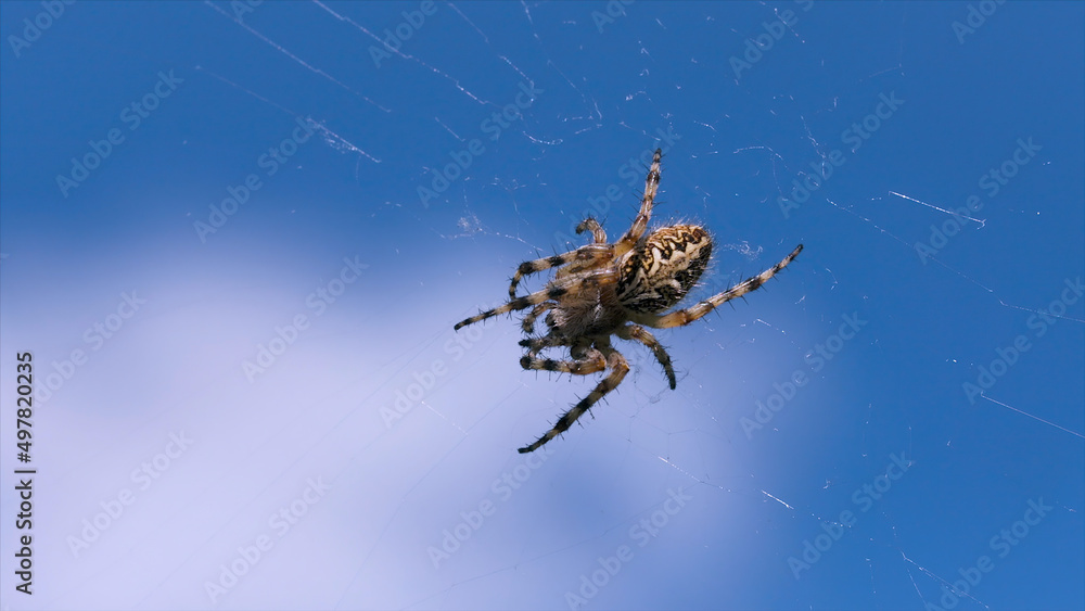 Poster wild predatory spider on web. creative. large spider on web on background of blue sky. spider sits o