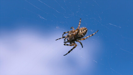 Wild predatory spider on web. Creative. Large spider on web on background of blue sky. Spider sits...