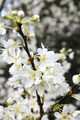 White plum blossom in spring, April.