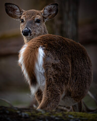 Whitetail deer looking over her shoulder