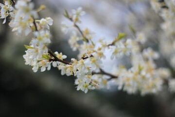 White plum blossom in spring April, background blur with bokeh