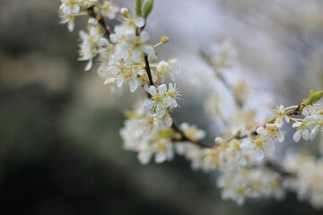 White plum blossom in spring April, background blur with bokeh