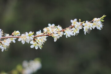 White plum blossom in spring April, background blur with bokeh
