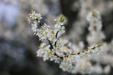 White plum blossom in spring April, background blur with bokeh