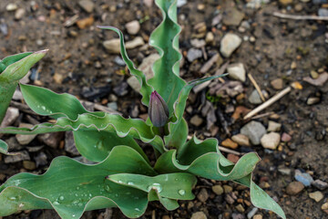 The flower of a tulip plant beginning to emerge. Unique curvy leaves on the plant. 