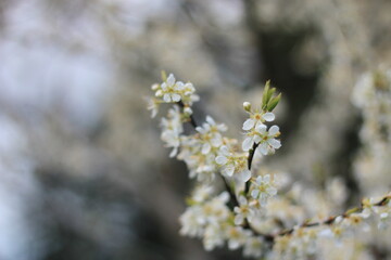 White plum blossom in spring April, background blur with bokeh