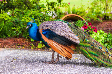 Peacock Near Potted Plant