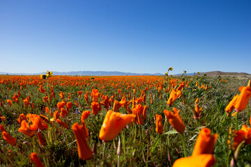 Obraz premium Antelope Valley Blooms