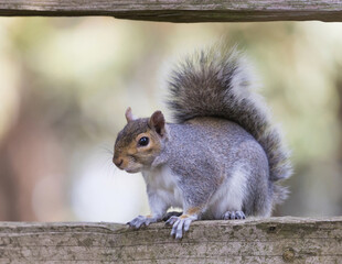 Naklejka na ściany i meble Eastern Gray Squirrel sitting on wooden fence and looking at camera in alert. Santa Clara County, California, USA.