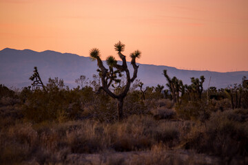 Mojave Sunsets