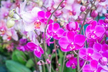 Fototapeta na wymiar stamen of moth orchid flower