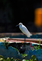 Obraz premium Beautiful solitary white egret resting in abandoned boats while searching for food.