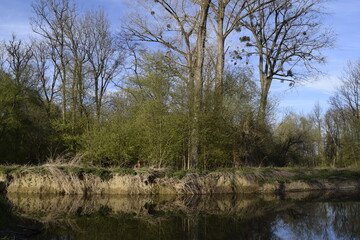 Fototapeta na wymiar Reeds on the river
