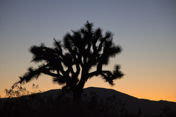 Mojave Sunsets