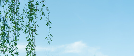 Obraz premium Willow on the blue sky, background picture