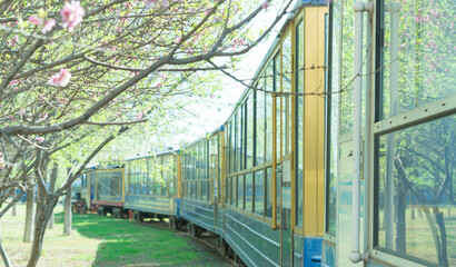 Train cross the peach tree forest with beautiful flowers
