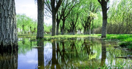 Fototapeta na wymiar Trees with puddles after rain, public park,