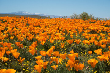 Antelope Valley Blooms