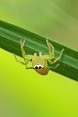 A jumper spider on leaf