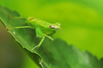 A green boxing grasshopper on leaf