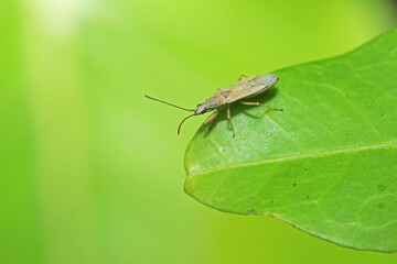 fly insect on leaf