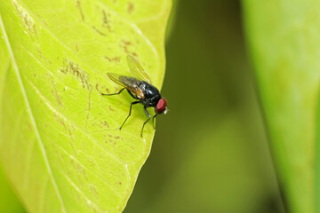 A fly insect on leaf