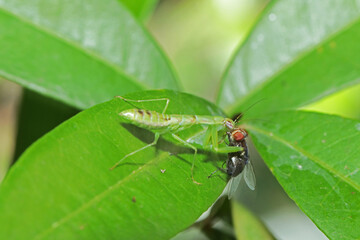 A green boxing grasshopper and prey