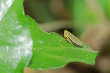 The aphid on leaf