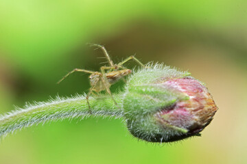 A spider on grass flower